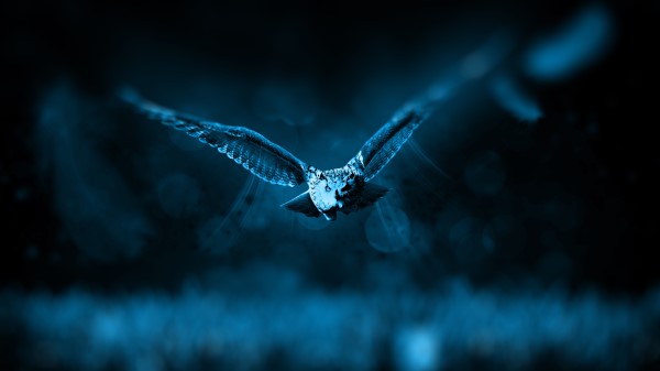 Owl Flight Bird Photoshop Predator wallpaper