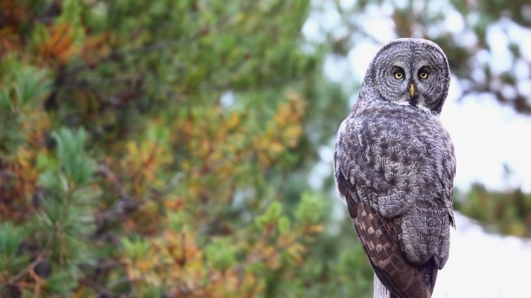 Owl Predator Bird wallpaper