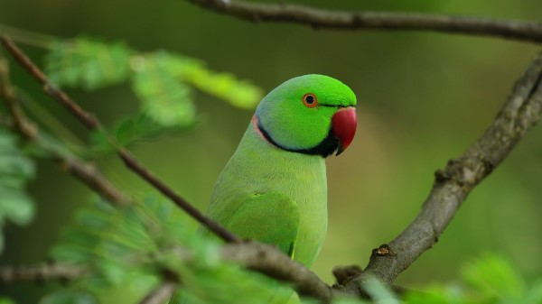 Parrot Bird Branches wallpaper