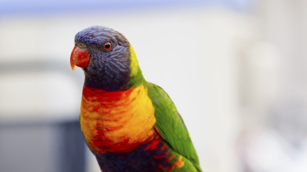Parrot Bird Colorful wallpaper