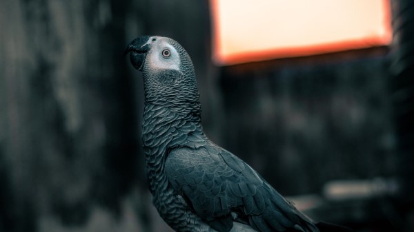 Parrot Bird Gray Image wallpaper