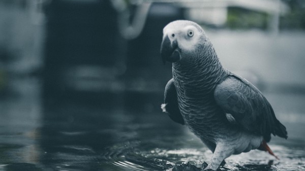 Parrot Bird Gray wallpaper