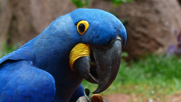Parrot Macaw Bird Beak wallpaper