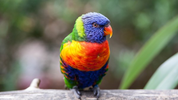 Parrot Rainbow Lorikeet 5 wallpaper