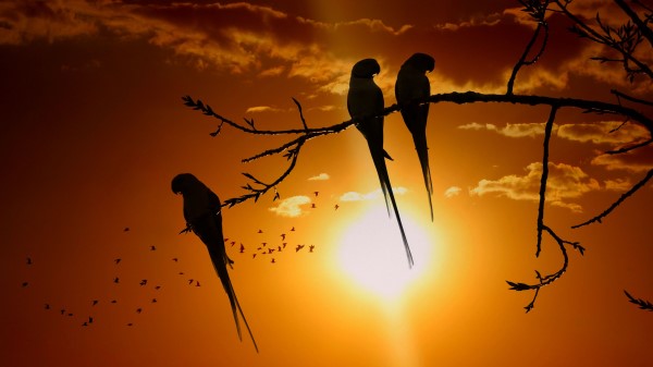 Parrots Branch Sun Wallpaper
