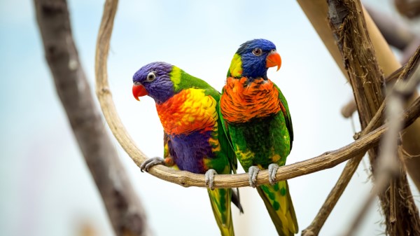 Parrots Pair Red Beak Hd wallpaper
