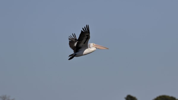 Pelican Bird Flight Wallpaper