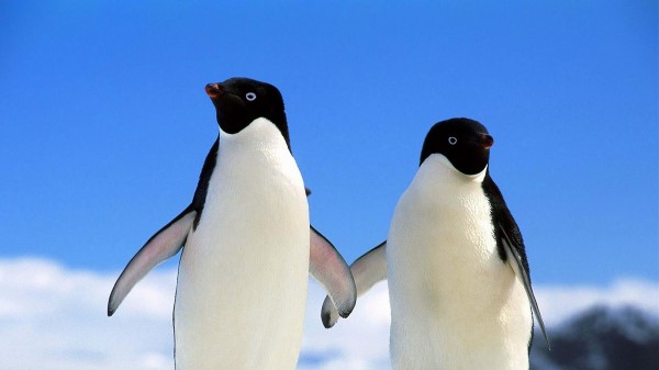 Penguins Couple North Winter Wallpaper