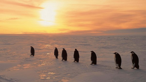 Penguins North Sunrise Winter Ice Snow wallpaper