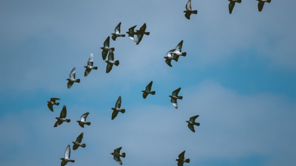 Pigeons Birds Flock Wallpaper