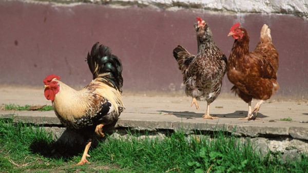 Poultry Chicken Rooster wallpaper