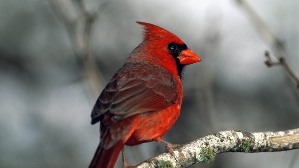 Red Bird Branches Moss wallpaper
