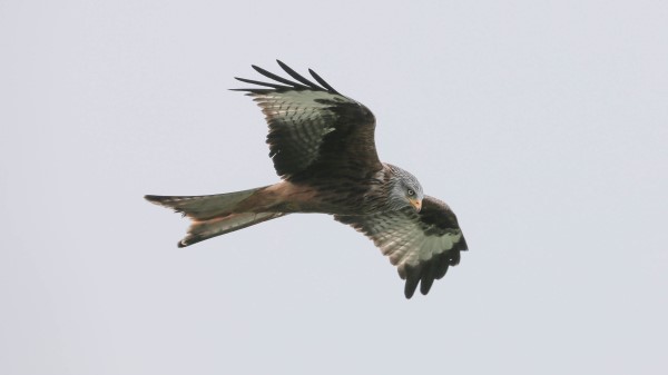 Red Kite Bird Predator Flight wallpaper