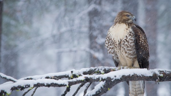 Red Tailed Hawk Hd wallpaper