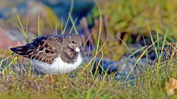 Sandpiper Bird Grass Wallpaper