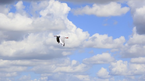 Seagull Bird Fly wallpaper