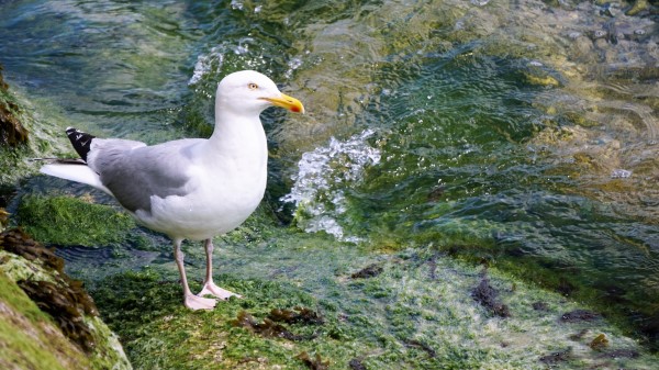 Seagull Bird Seabird Water Wallpaper