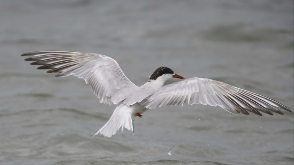 Seagull Flying Bird Wate wallpaper