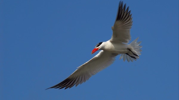 Seagull Sky Fligh wallpaper