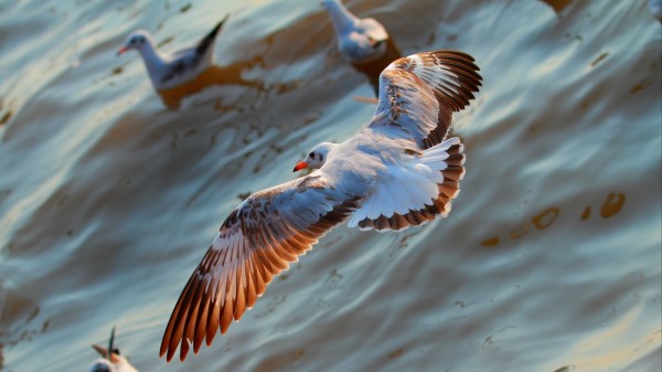 Seagulls Birds Flying Sea wallpaper