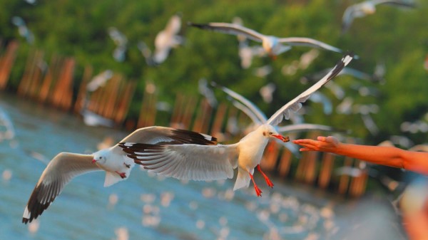 Seagulls Birds Sea Hand wallpaper