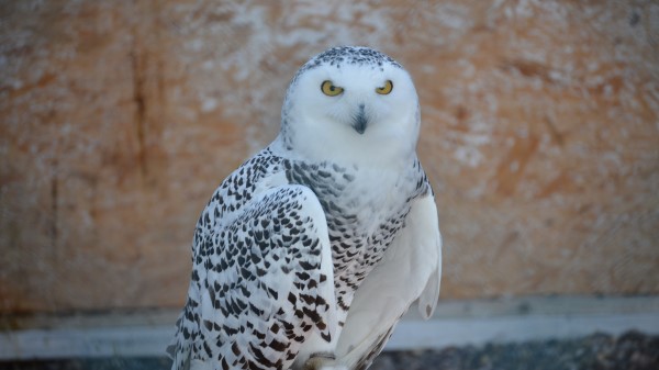 Snowy Owl Bird Predator Wallpaper