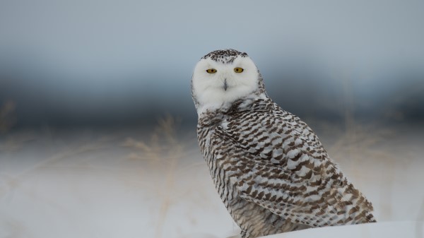 Snowy Owl Owl Predator Bird Snow wallpaper