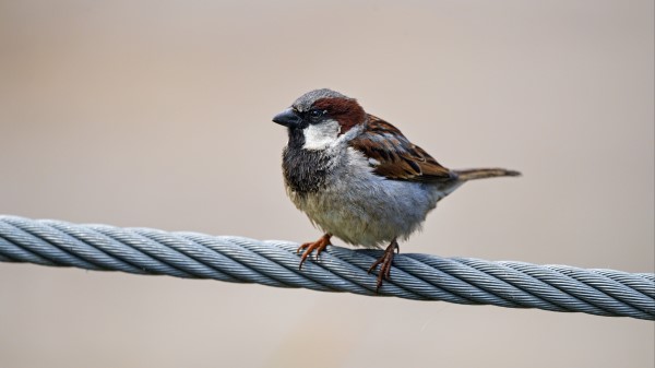 Sparrow Bird Wire wallpaper