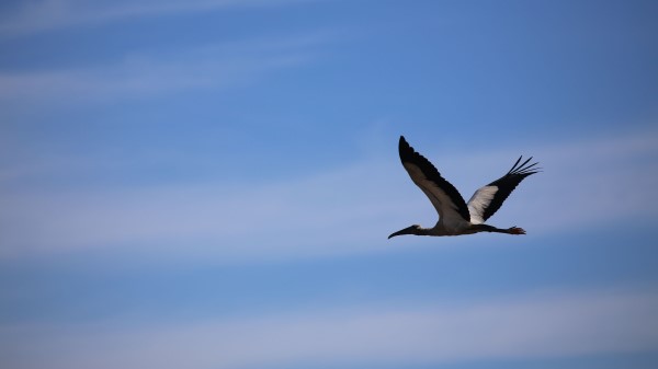 Stork Bird Sky wallpaper