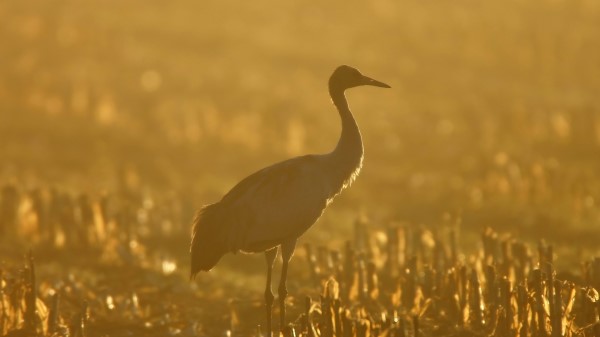 Sunset Crane Grass wallpaper