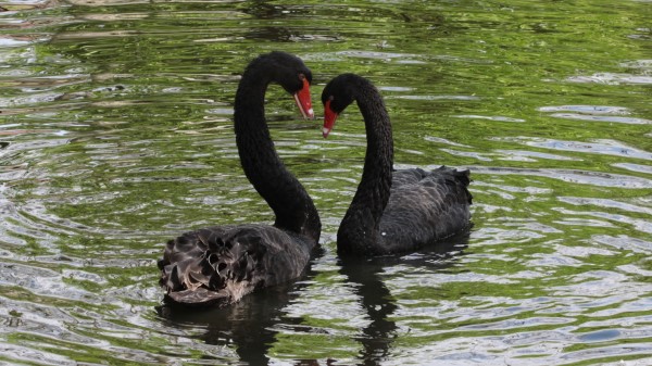 Swans Birds Pair Reflection wallpaper
