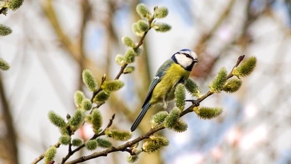 Tit Willow Bird Branch wallpaper