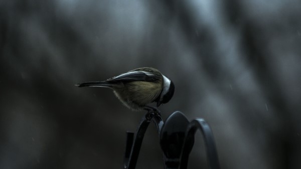 Titmouse Bird Sitting Wallpaper