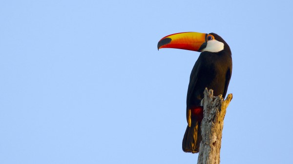 Toucan Bird Beak Photo wallpaper