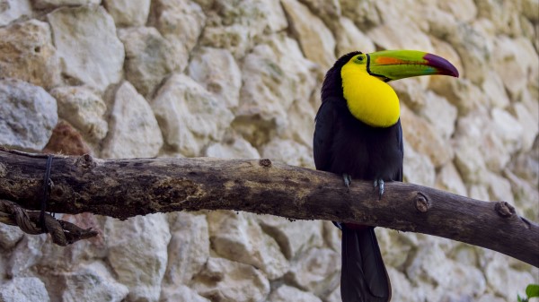 Toucan Bird Beak Picture wallpaper