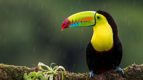Toucan Bird Branch wallpaper