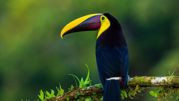 Toucan Bird Exotic wallpaper