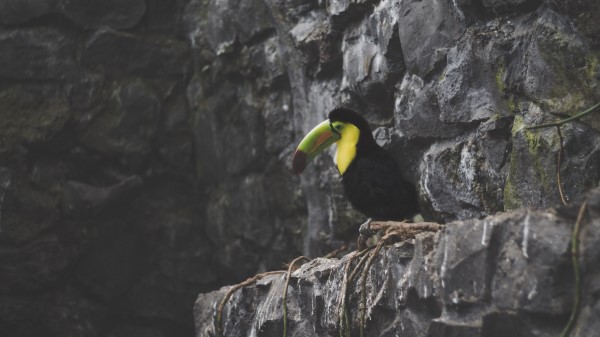 Toucan Bird Rocks Sitting wallpaper