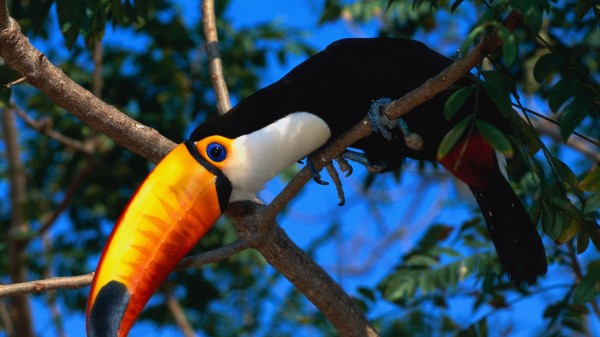Toucan Tree Beak Color Wallpaper