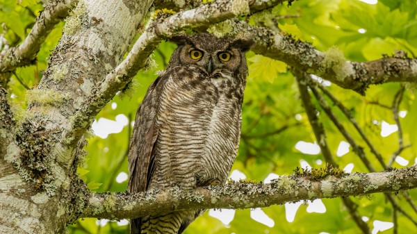 Virginian Eagle Owl Owl Bird wallpaper
