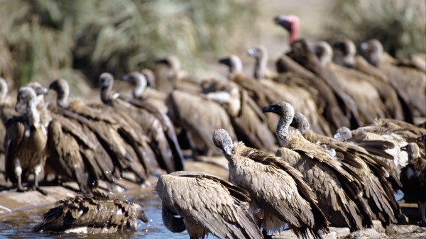 Vultures Pack Waterin wallpaper