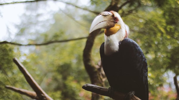 Wreathed Hornbill Bird Branch wallpaper