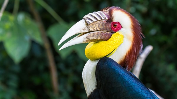 Wreathed Hornbill wallpaper