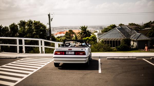 Auto Dog Cabriolet Wallpaper