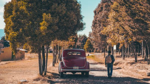 Car Trees Rear View wallpaper