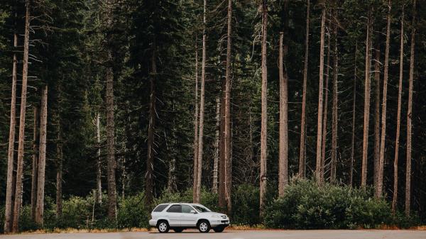 Car Trees Side View wallpaper