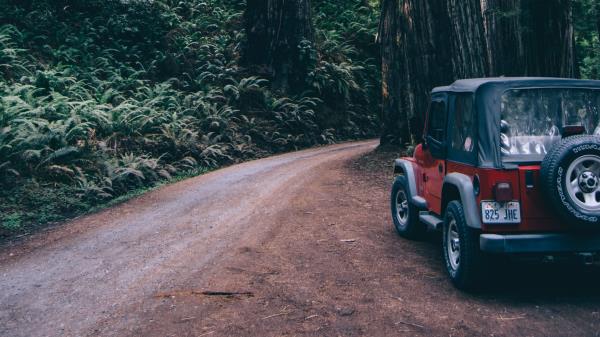 Forest Suv Trees wallpaper