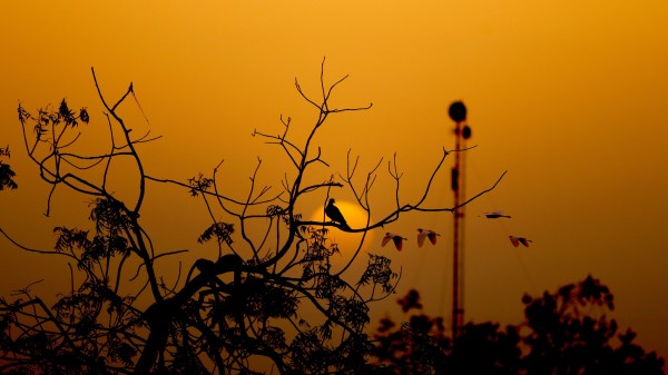 Bird Branches Silhouette Wallpaper