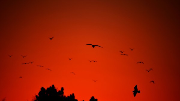 Bird Wings Silhouette Wallpaper