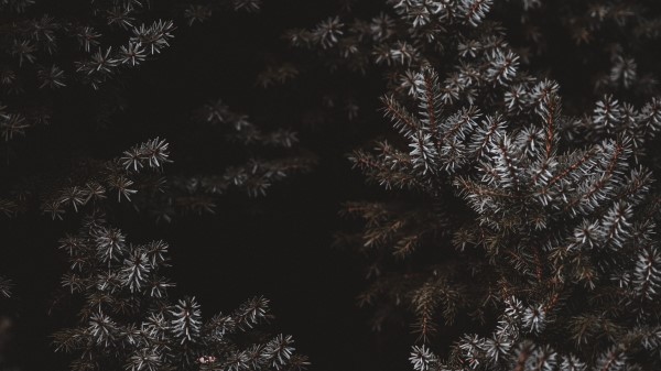 Branches Needles Frost wallpaper